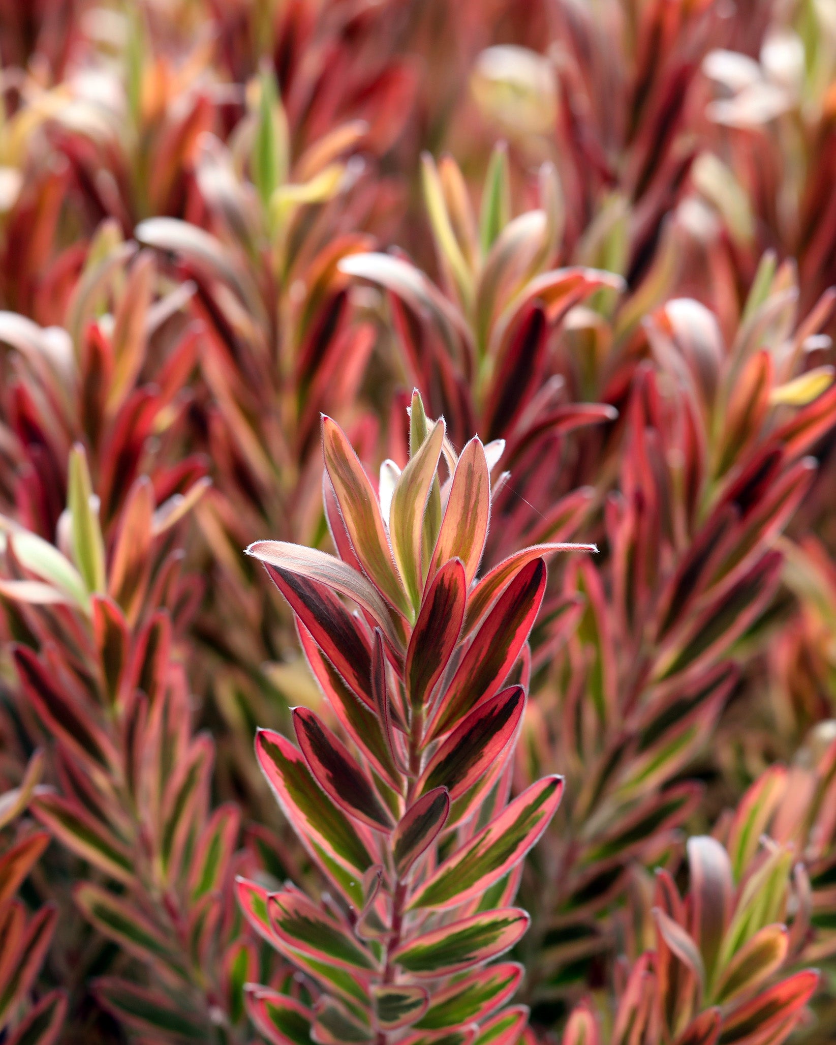 Leucadendron Jester