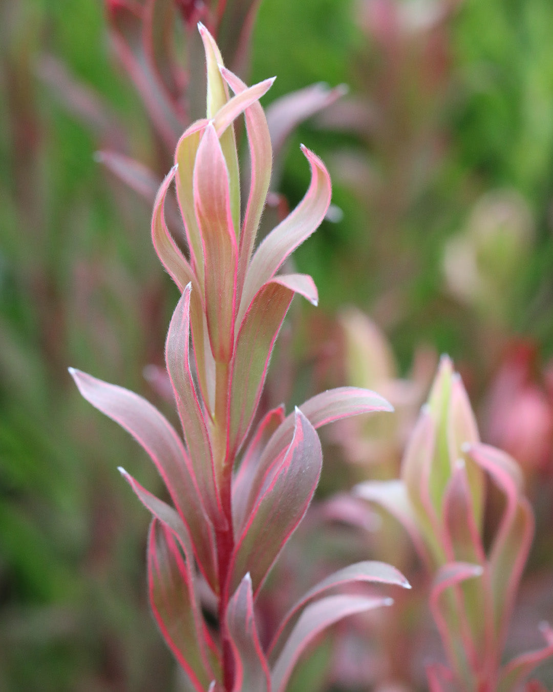 Leucadendron Jolly Joker