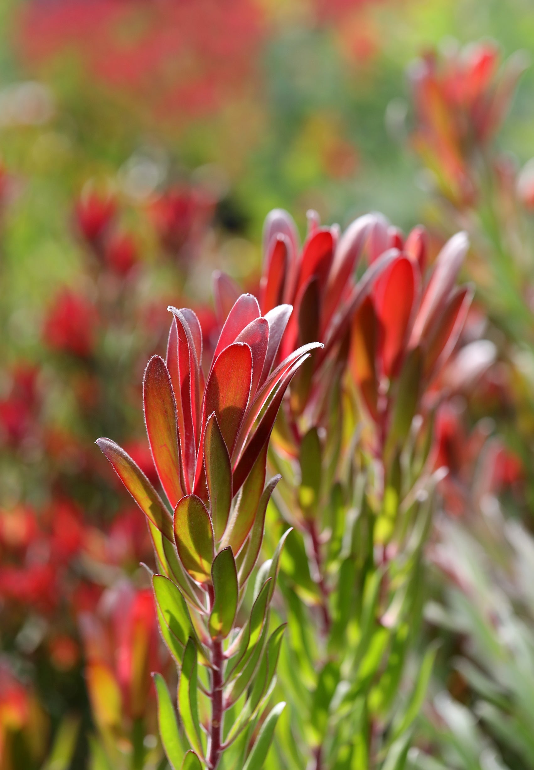 Leucadendron Joy