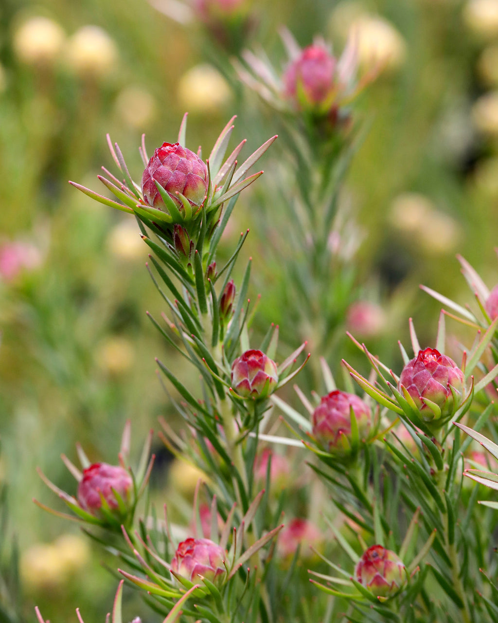 Leucadendron Jubilee Crown