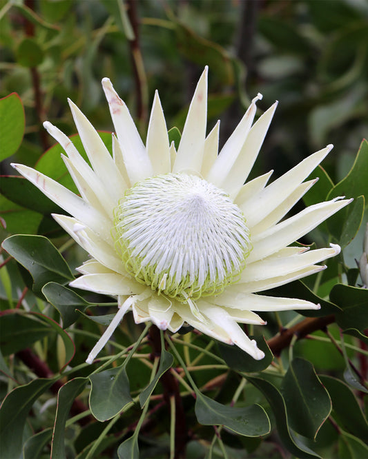 Protea King White