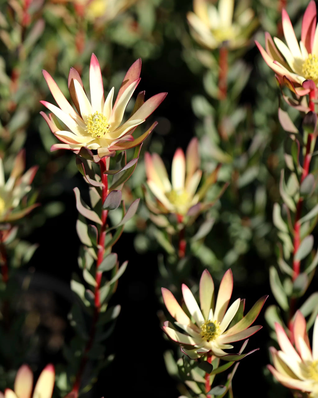 Leucadendron Baby Bouquet