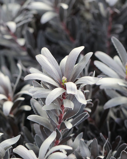 Leucadendron Burgundy Sunset