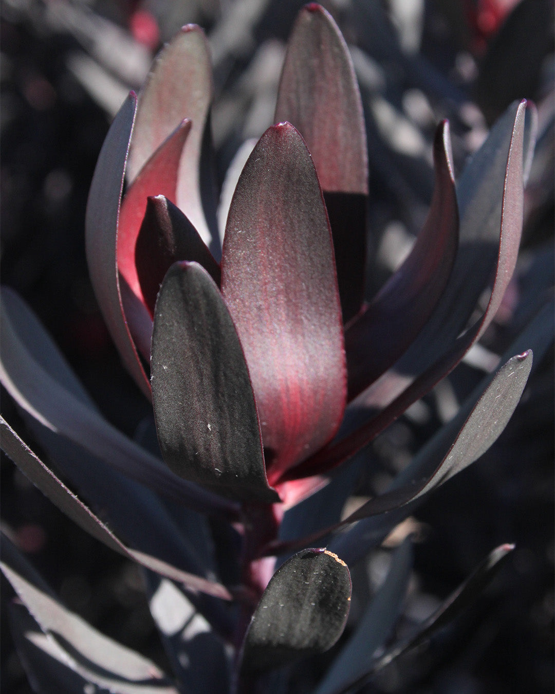 Leucadendron Burgundy Sunset