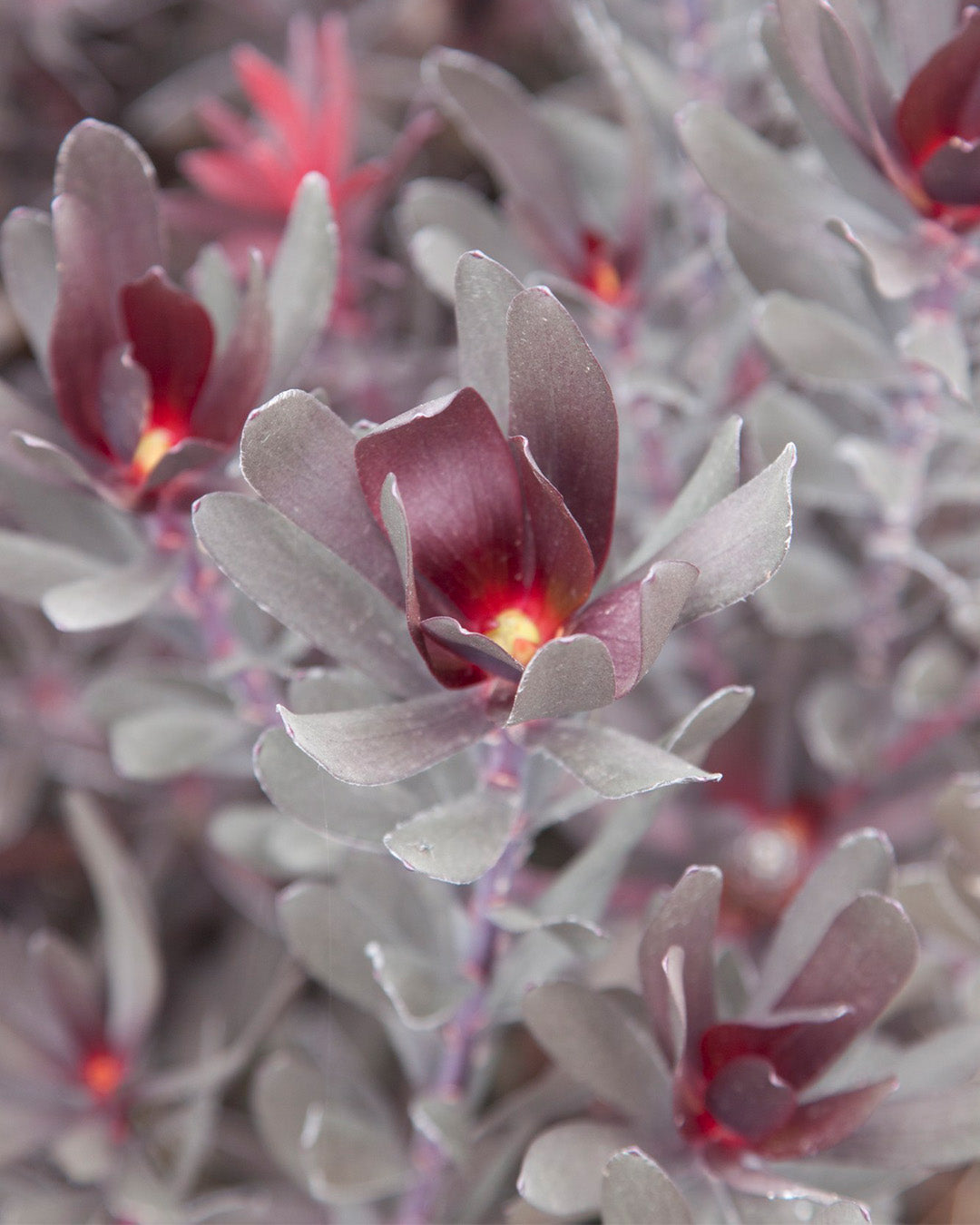 Leucadendron Burgundy Sunset