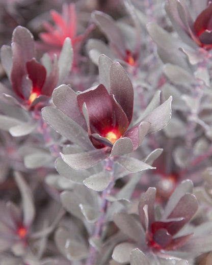 Leucadendron Burgundy Sunset