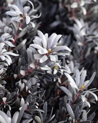 Leucadendron Burgundy Sunset