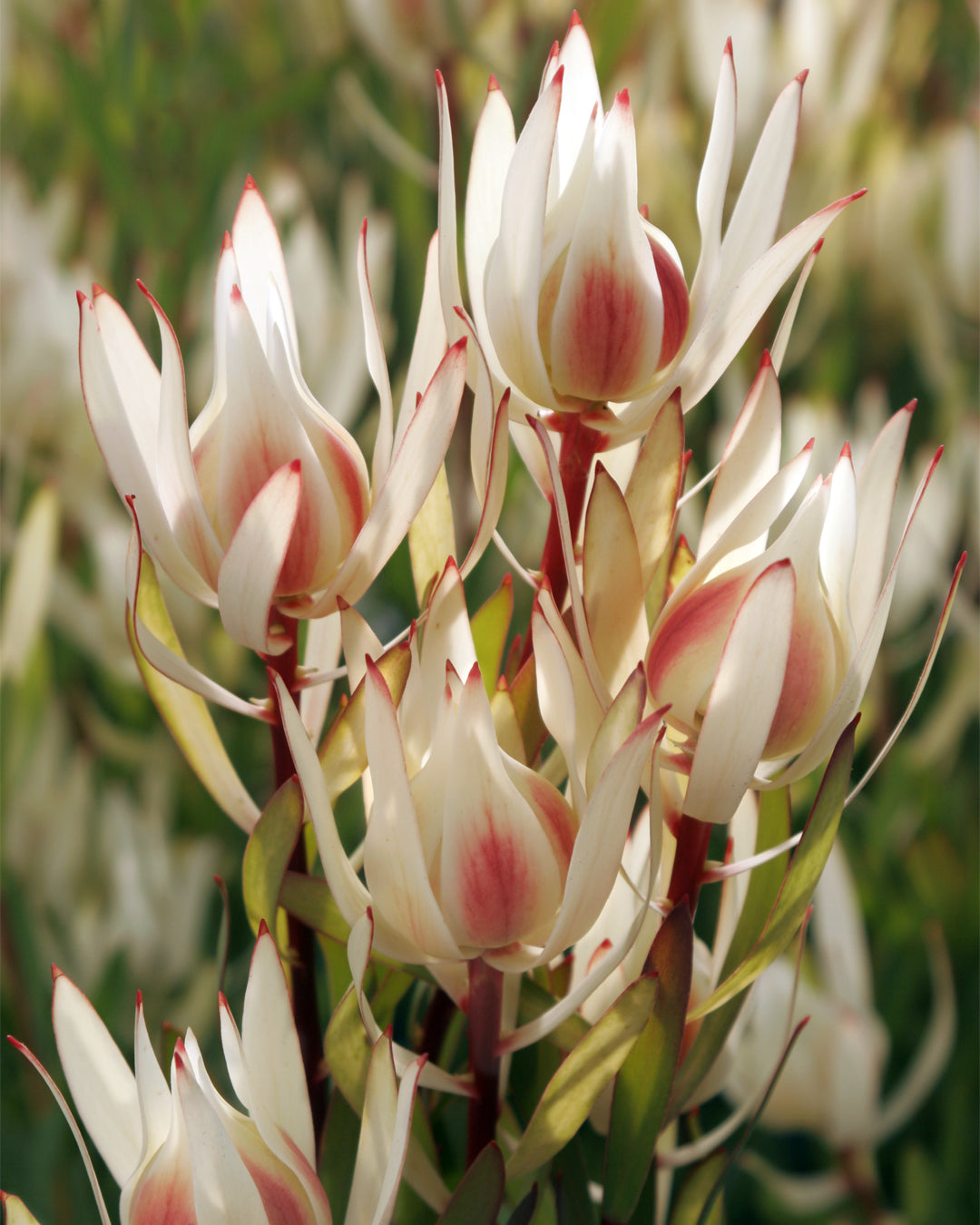 Leucadendron Cream Delight