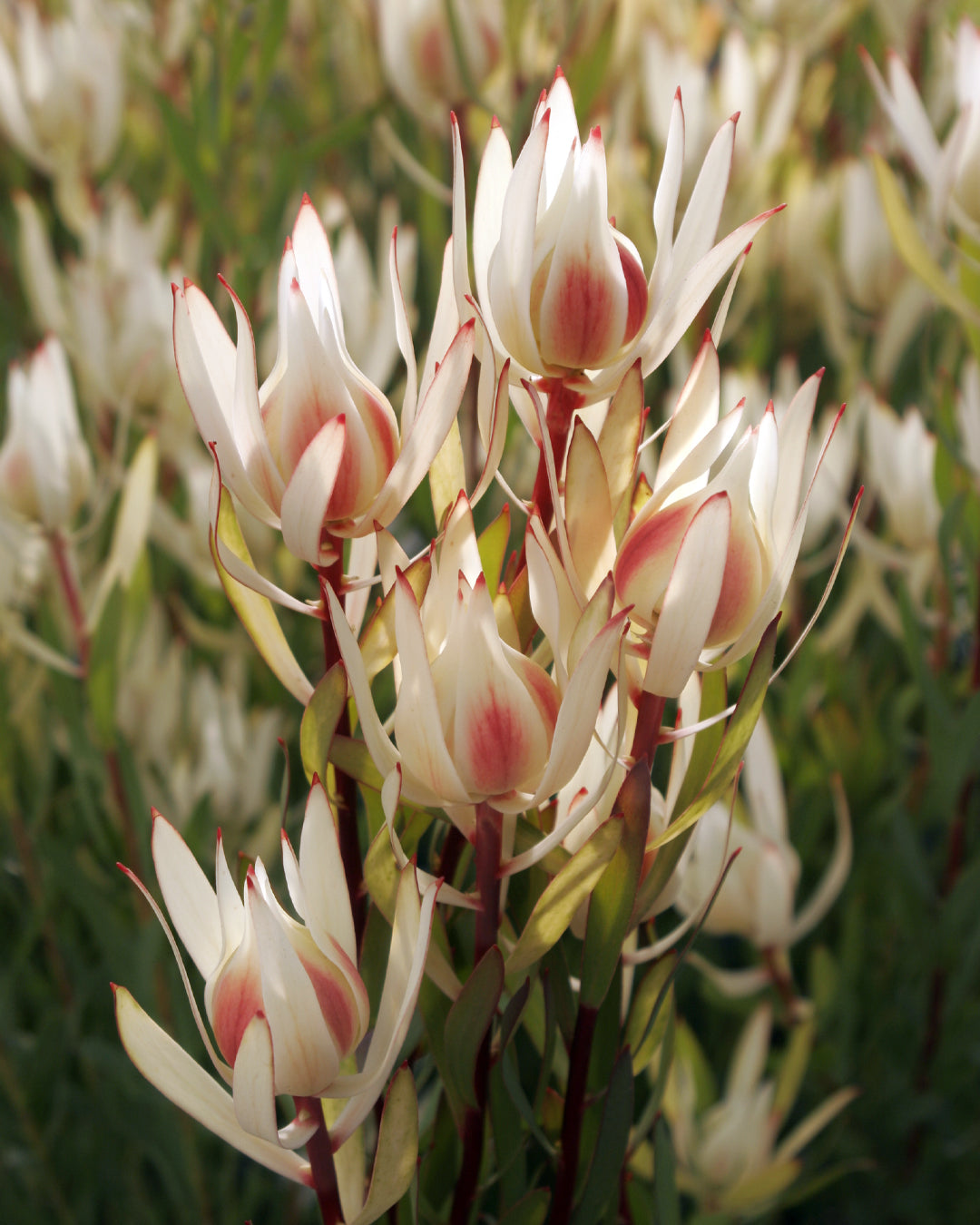 Leucadendron Cream Delight