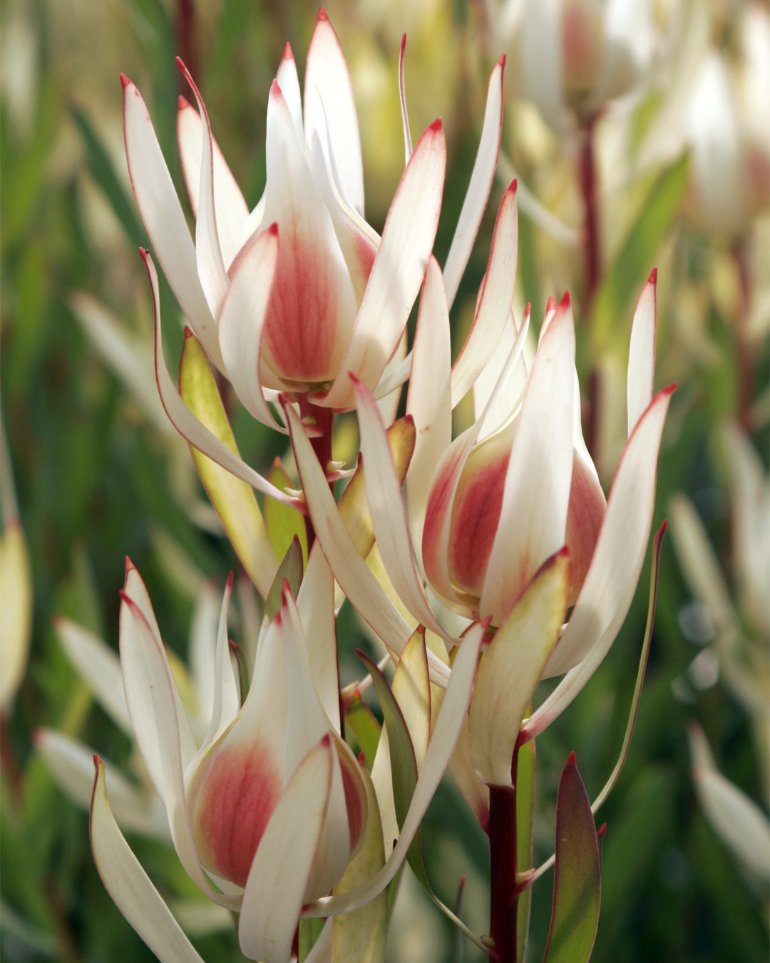 Leucadendron Cream Delight