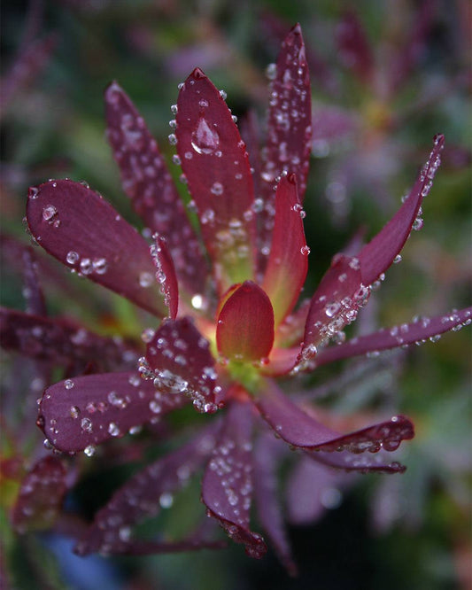 Leucadendron Devil’s Blush - Leucadendron salignum