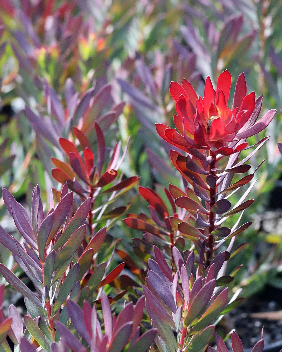 Leucadendron Devil’s Blush - Leucadendron salignum