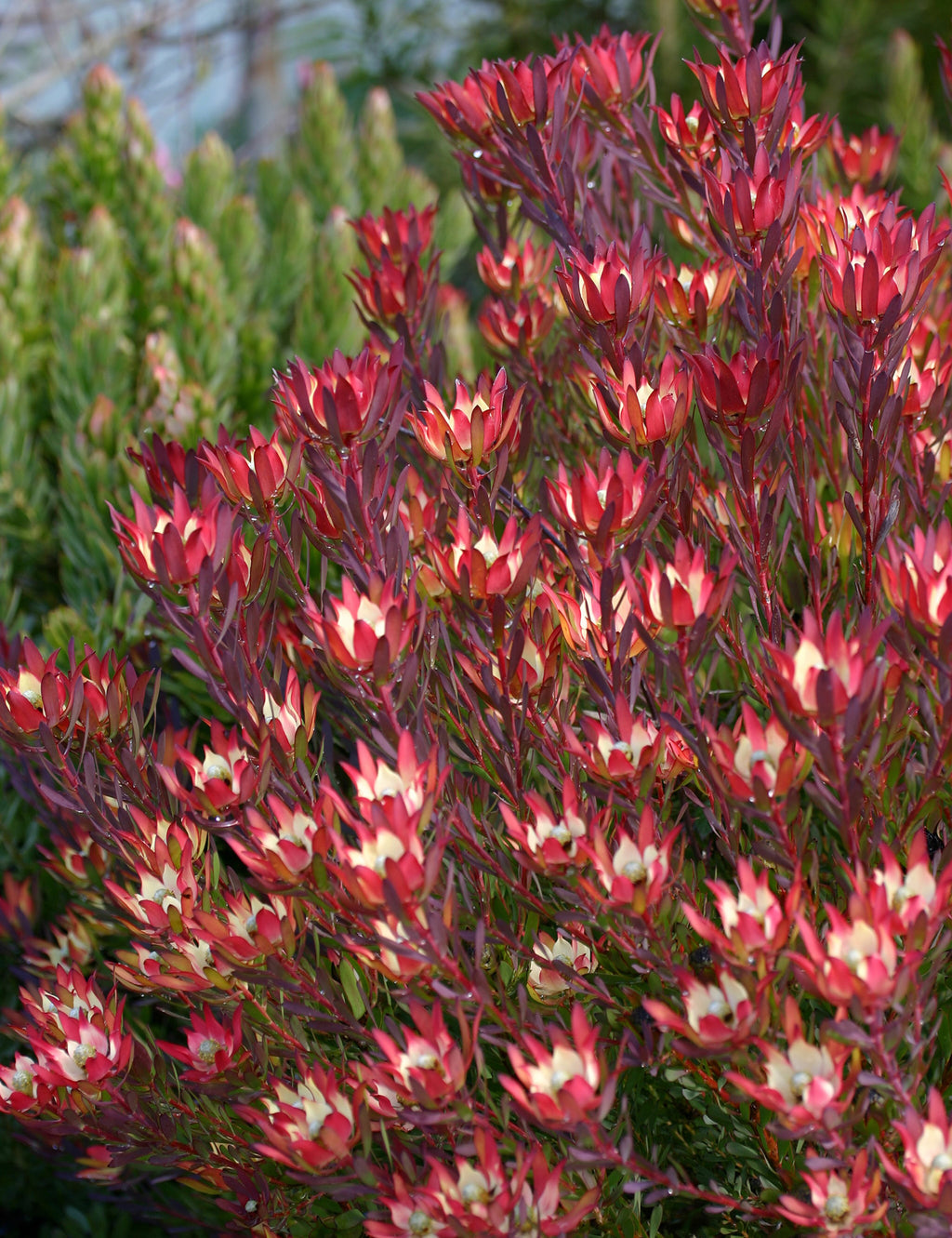 Leucadendron Devil’s Blush