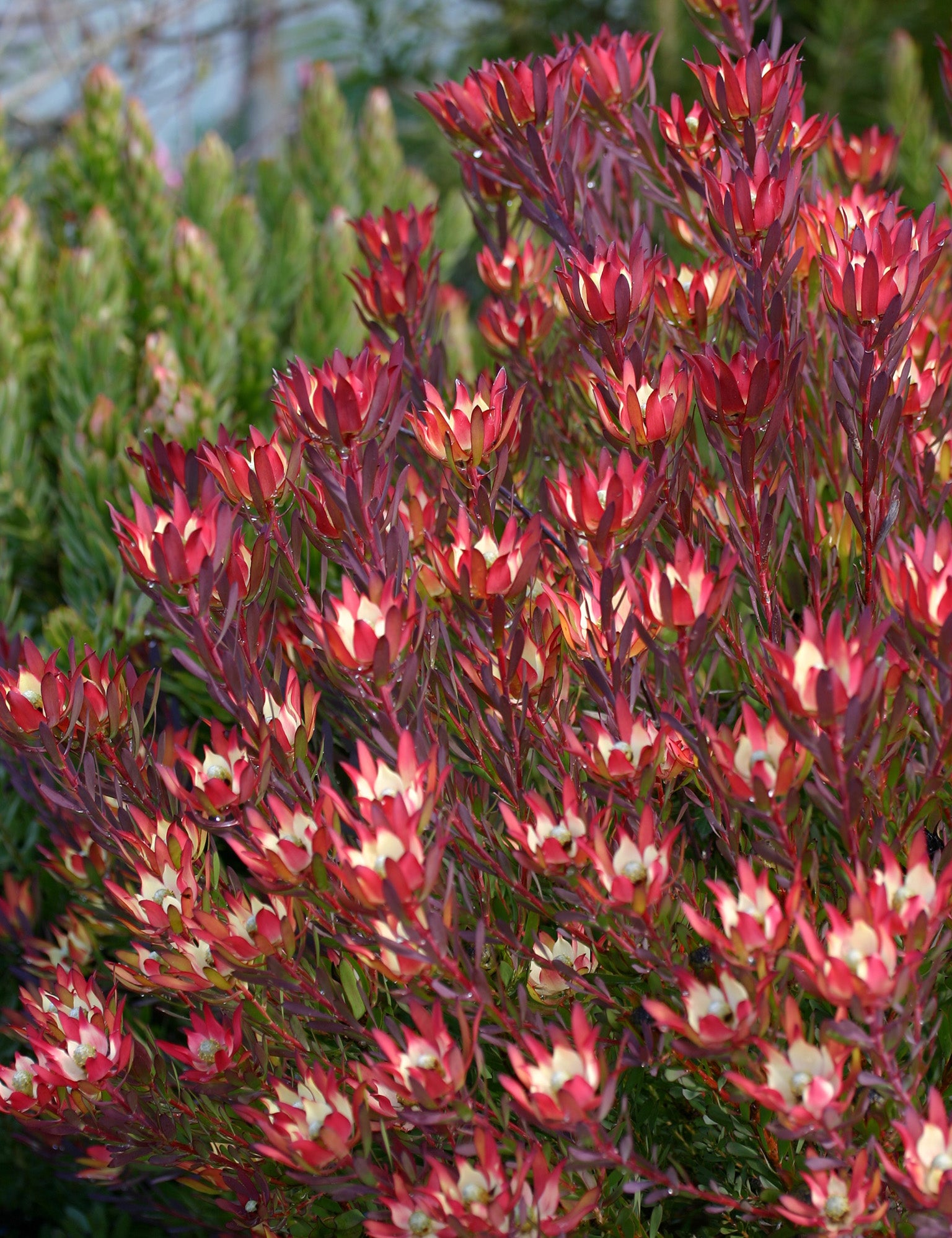 Leucadendron Devil’s Blush