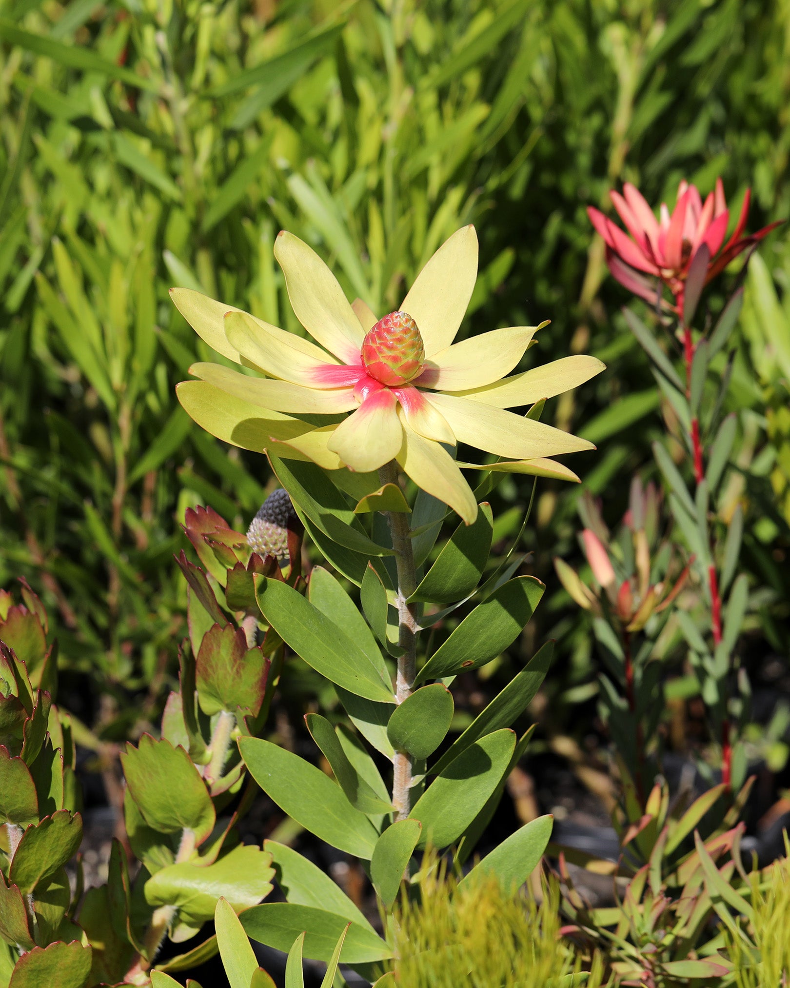 Leucadendron Fantasy Sunrise