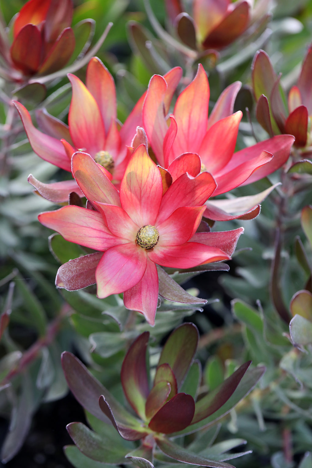 Leucadendron Fantasy® Sunset