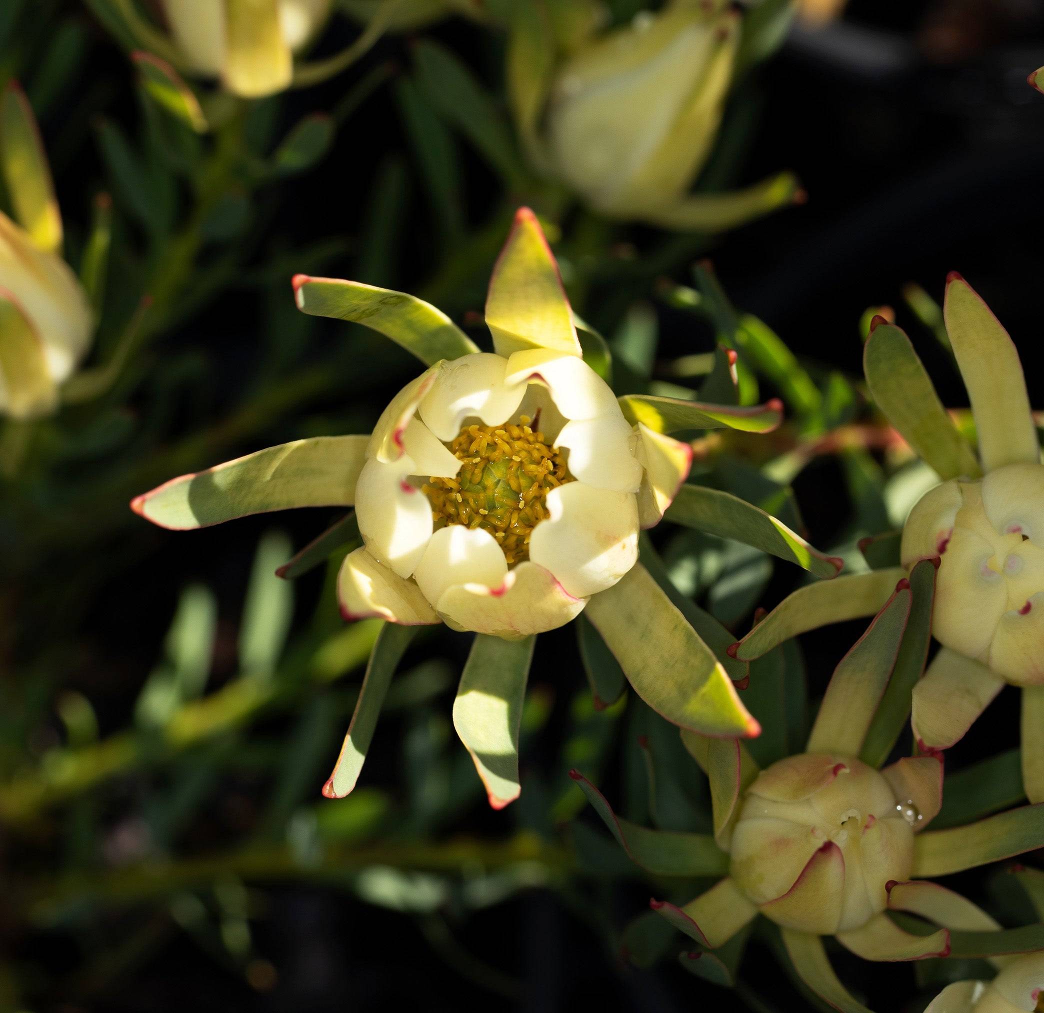 Leucadendron Fireglow