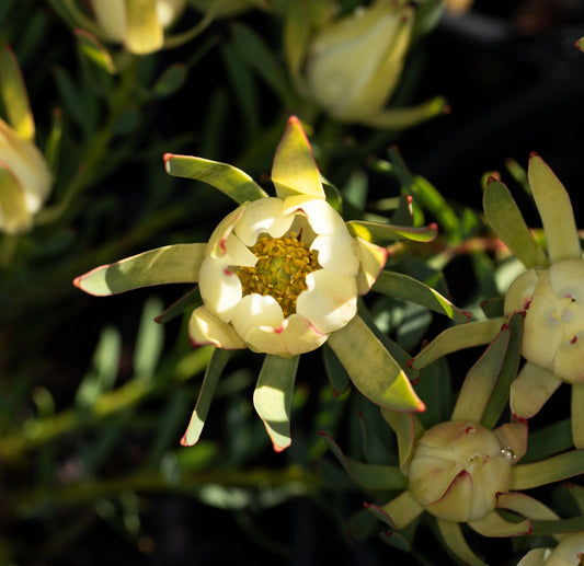 Leucadendron Fireglow