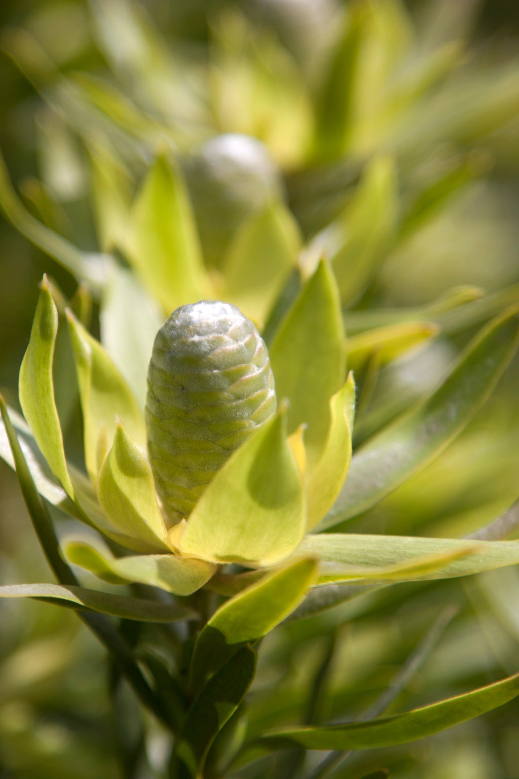 Leucadendron Gypsy Silver