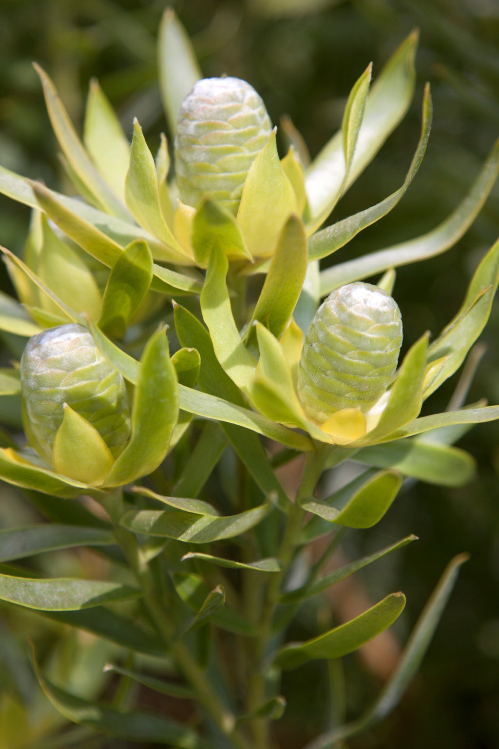 Leucadendron Gypsy Silver