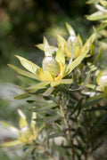 Leucadendron Gypsy Silver