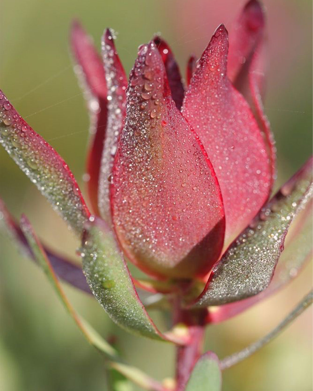 Leucadendron Harlequin