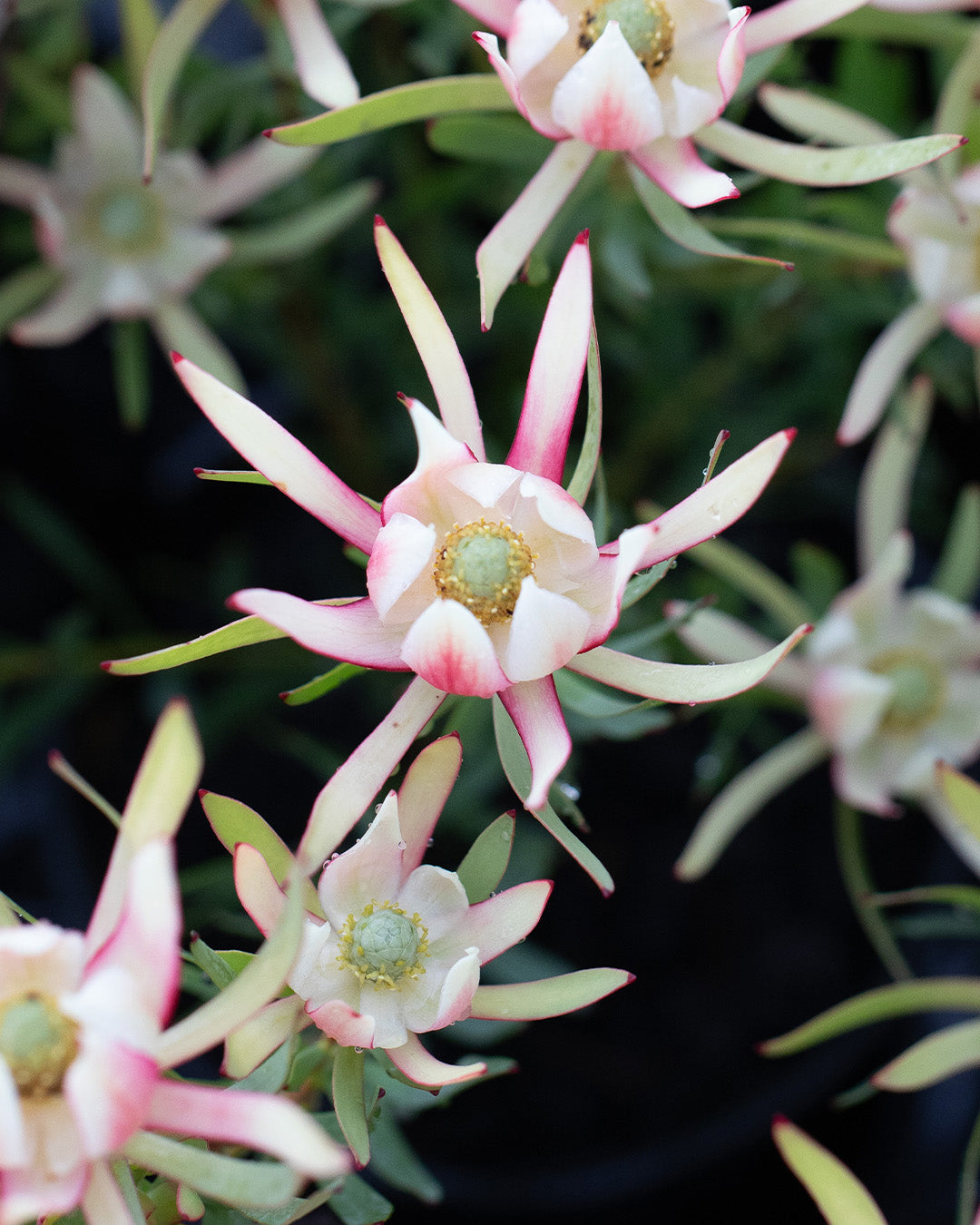 Leucadendron Harlequin