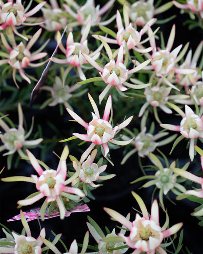 Leucadendron Harlequin