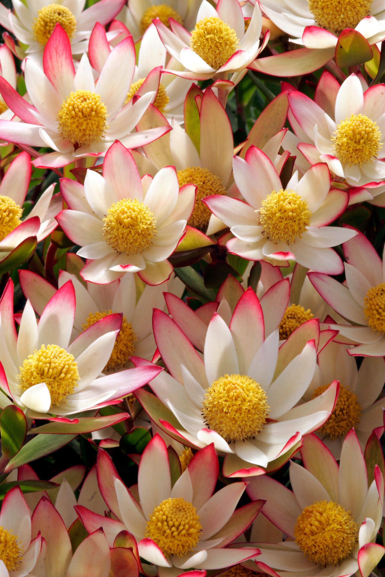 Leucadendron Harvest