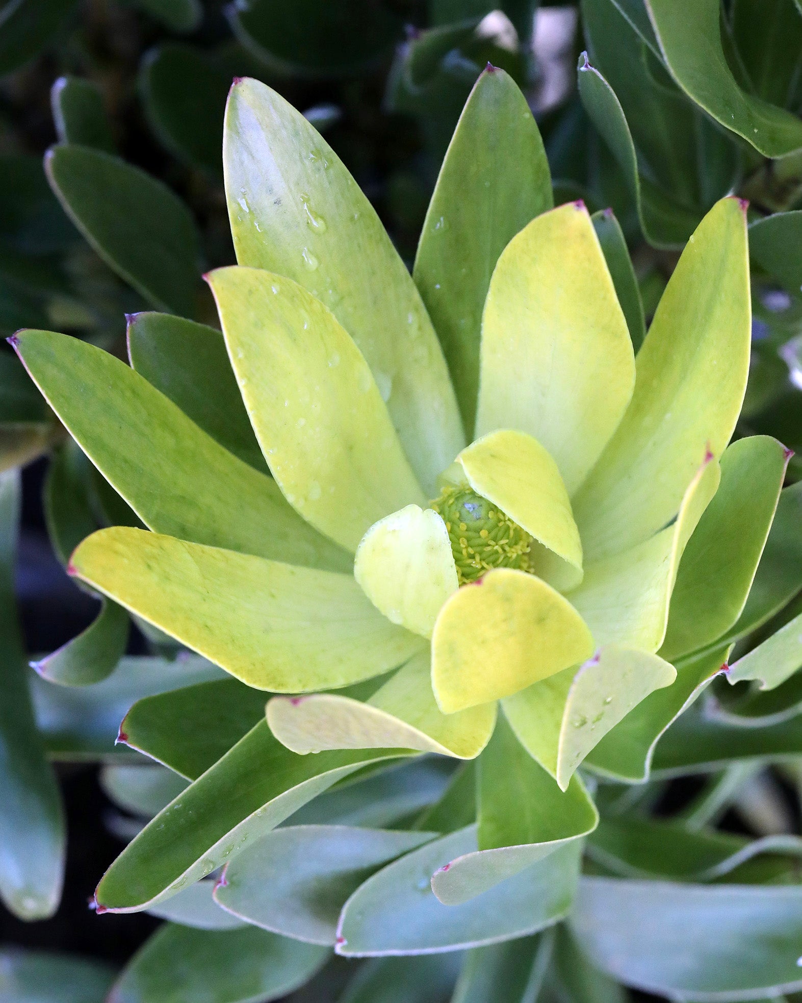 Leucadendron Hyperion's Glow