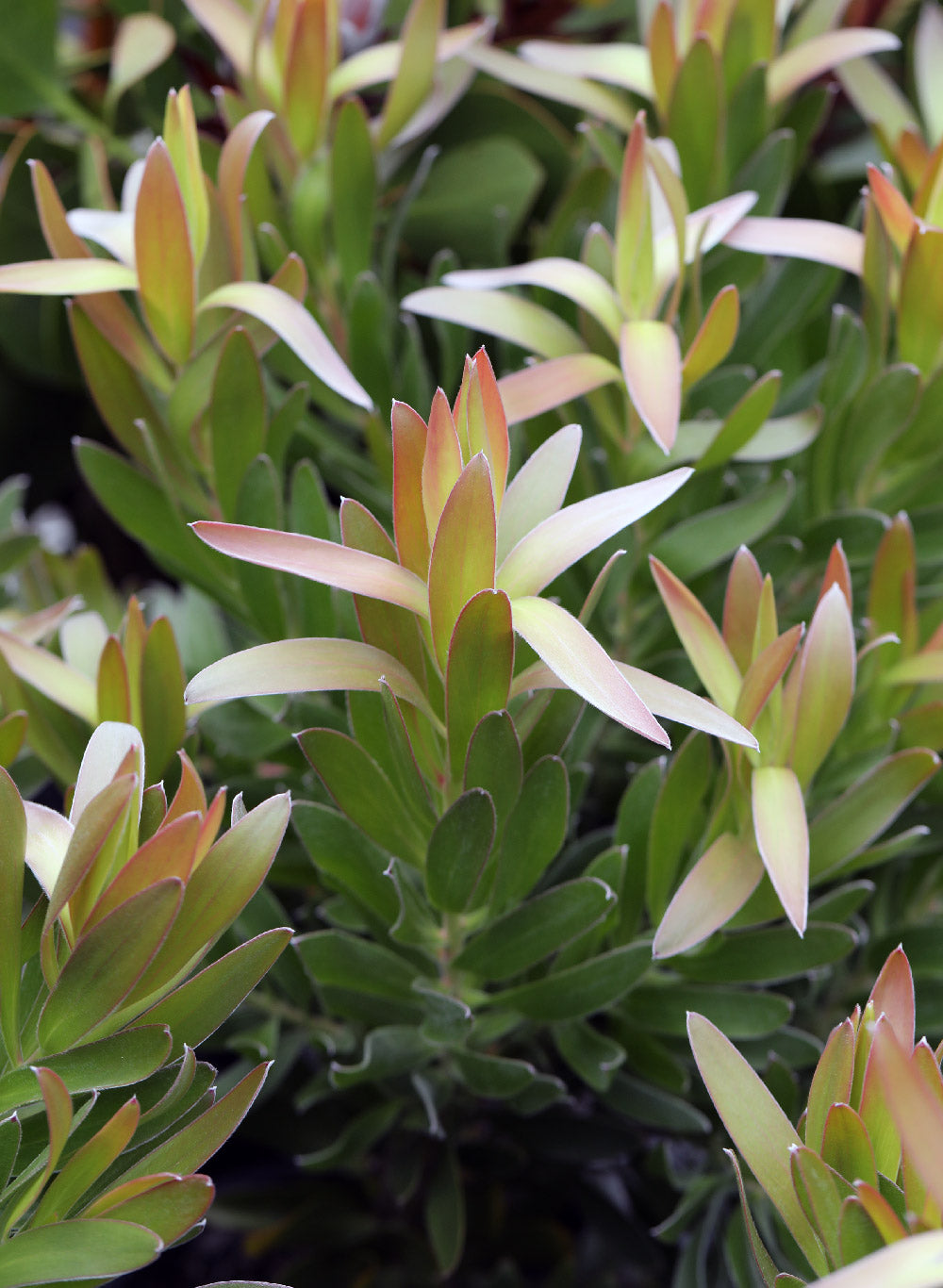 Leucadendron Hyperion’s Glow