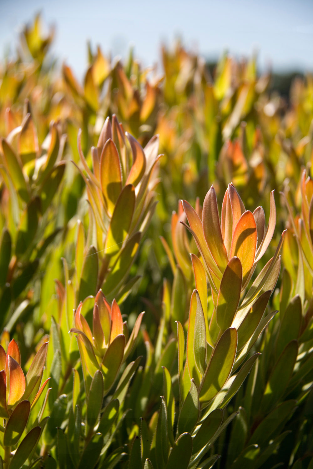 Leucadendron Inca Gold