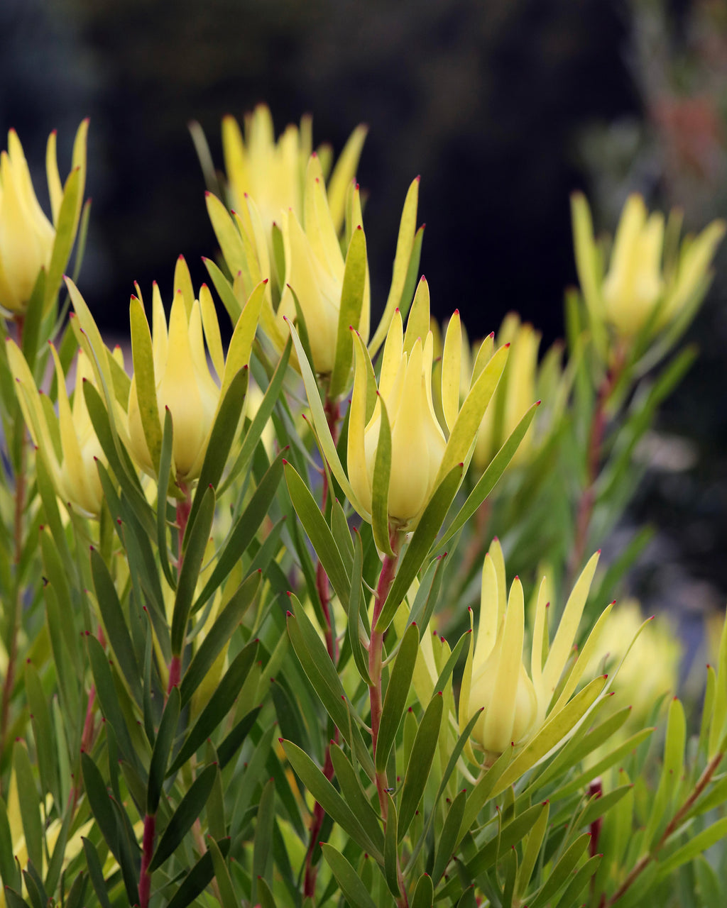Leucadendron Inca Gold