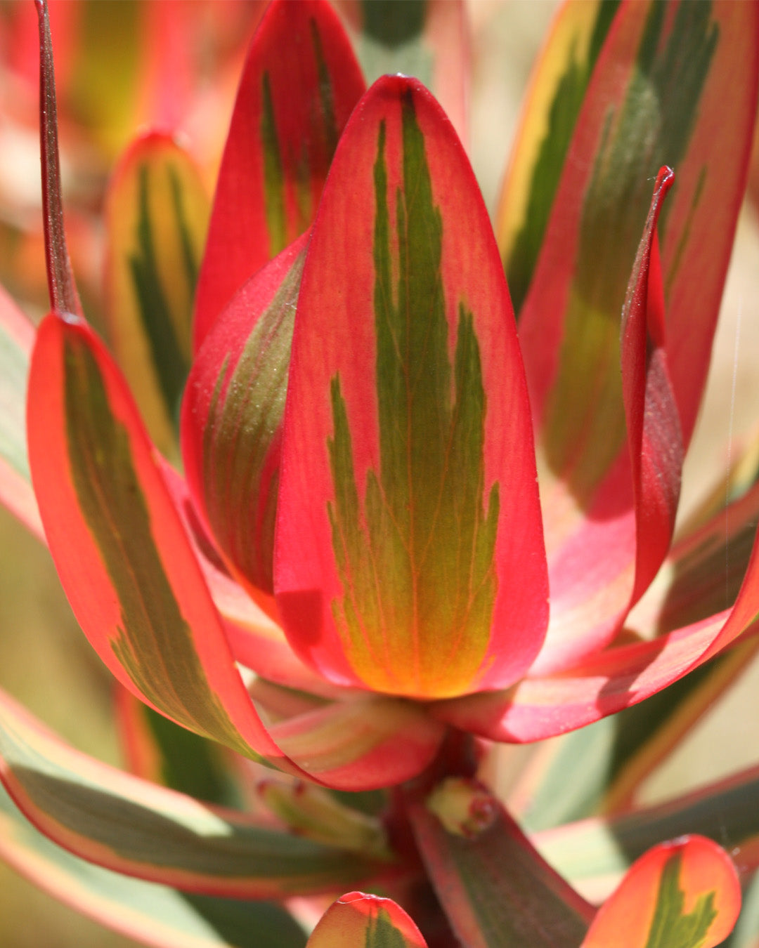 Leucadendron Jester