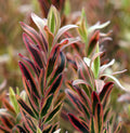 Leucadendron Jester