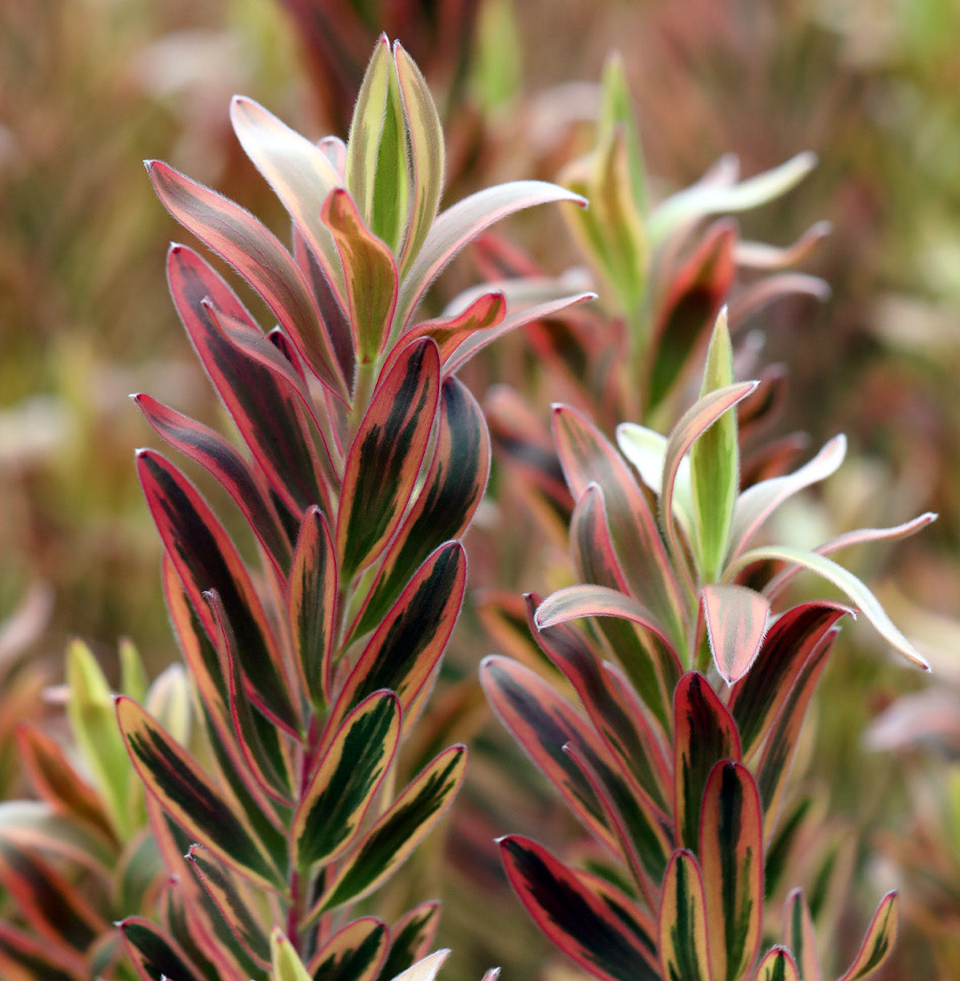 Leucadendron Jester