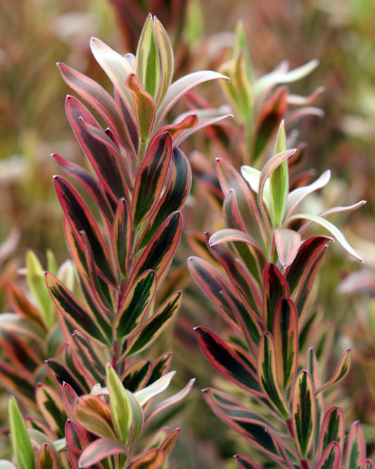 Leucadendron Jester