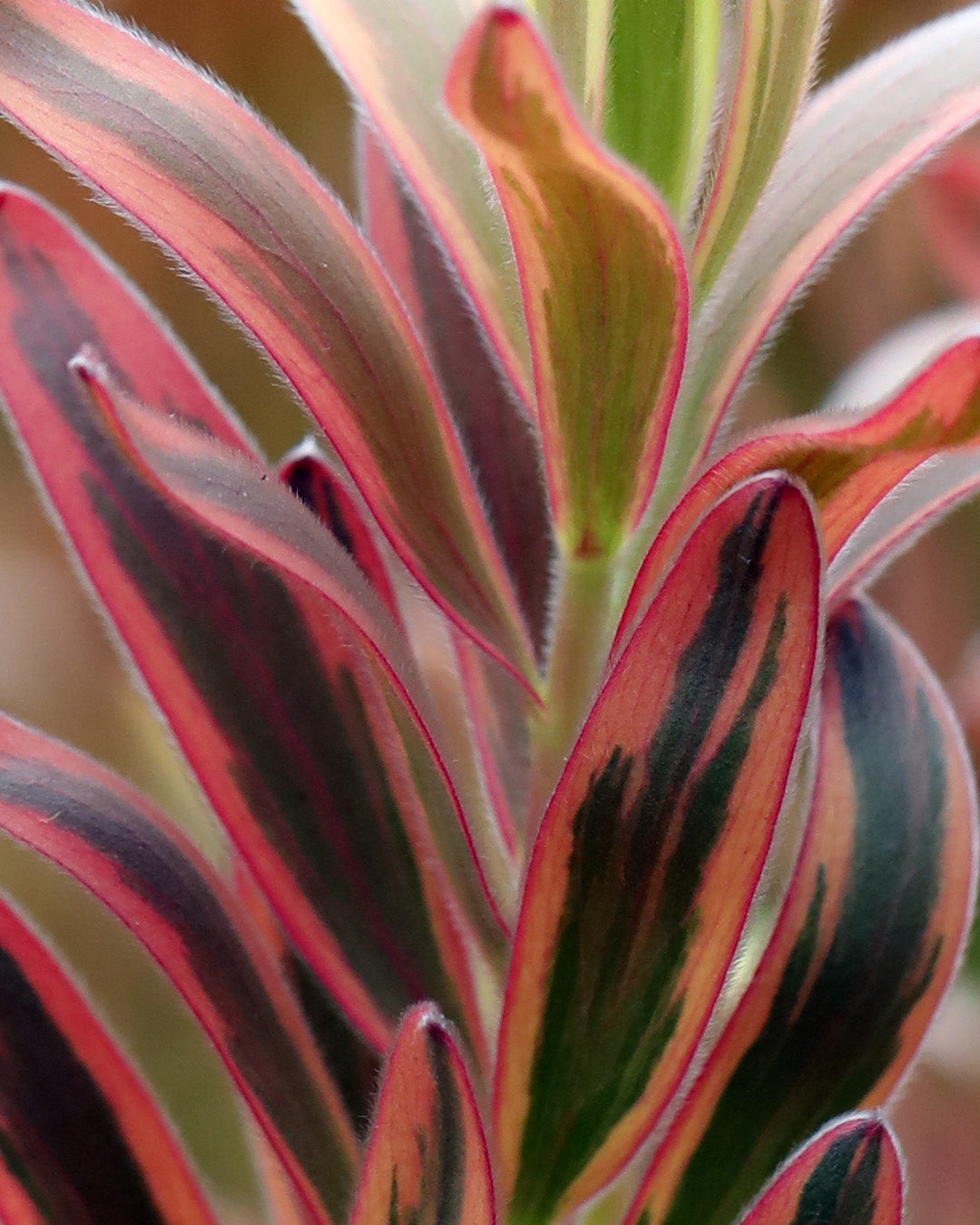 Leucadendron Jester