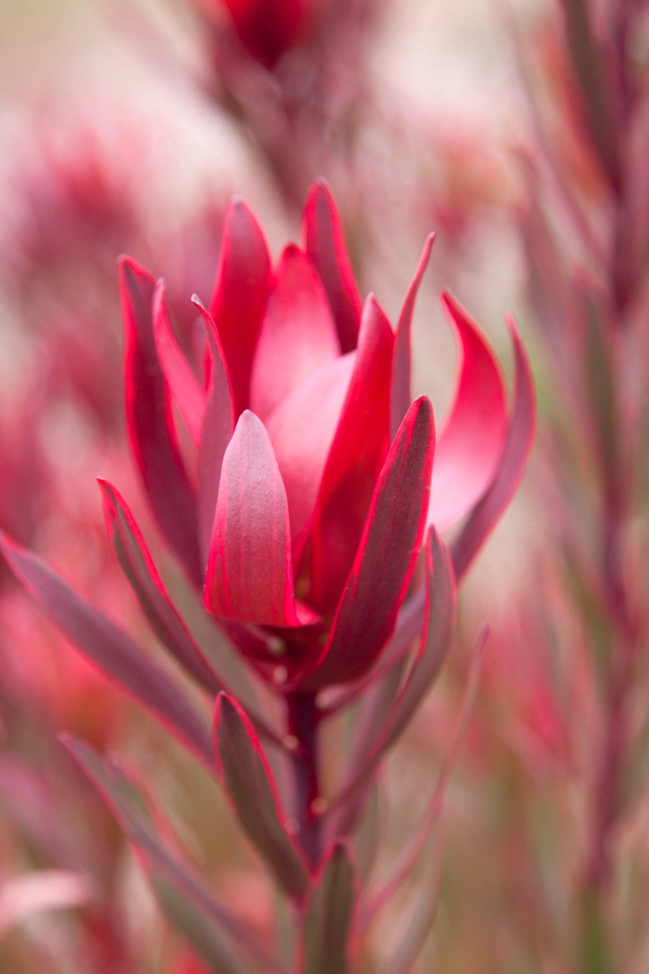 Leucadendron Jolly Joker