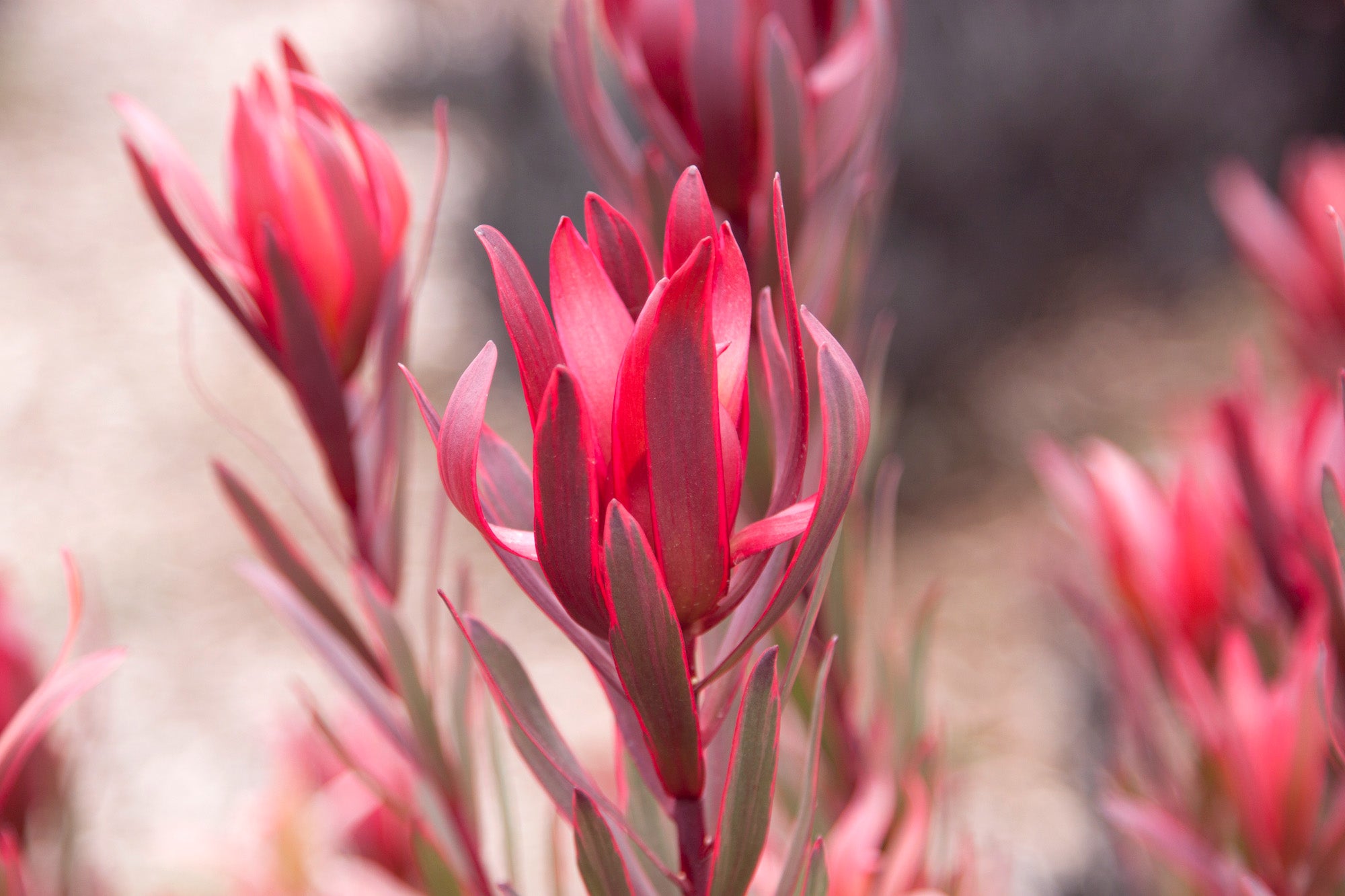 Leucadendron Jolly Joker