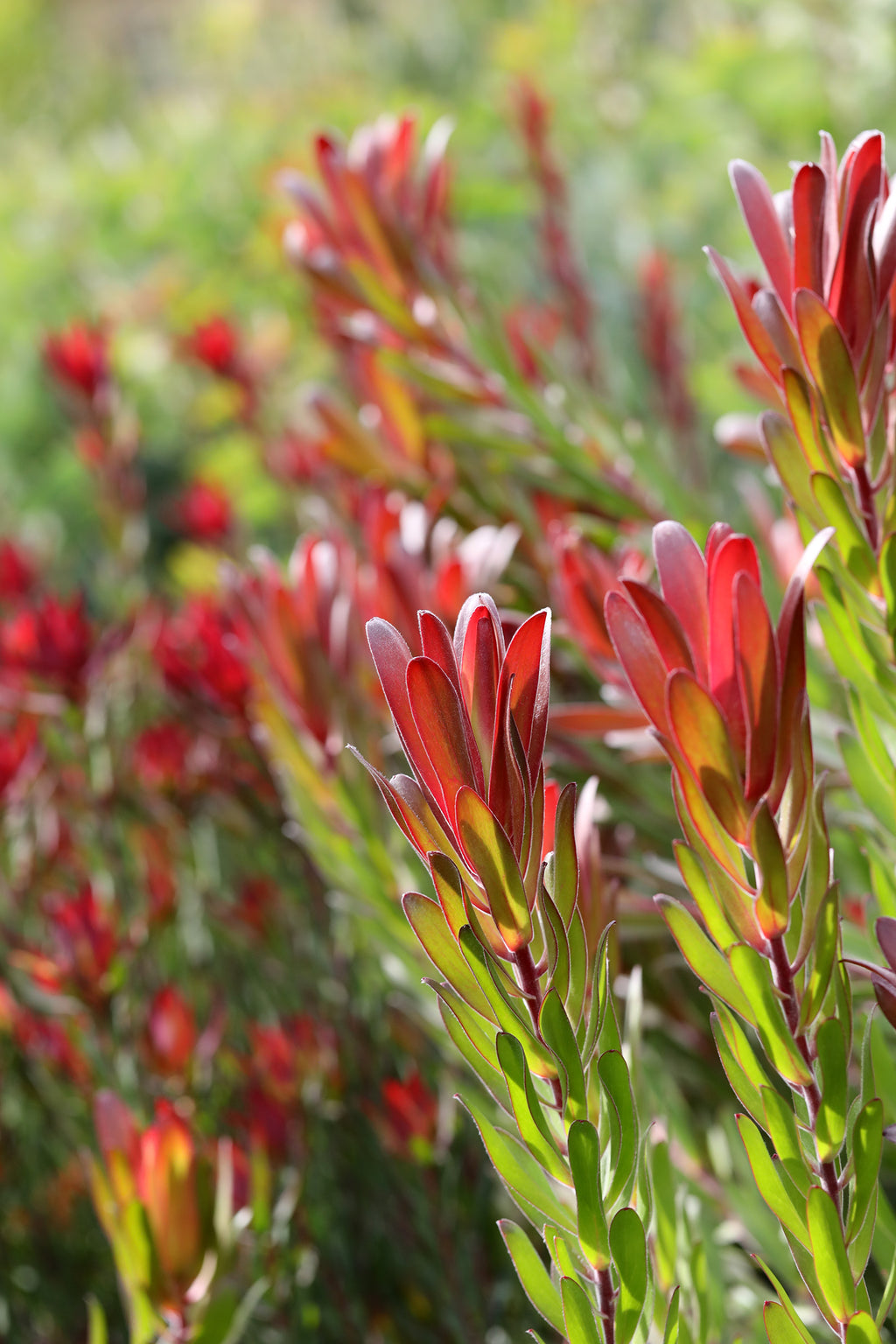 Leucadendron Joy