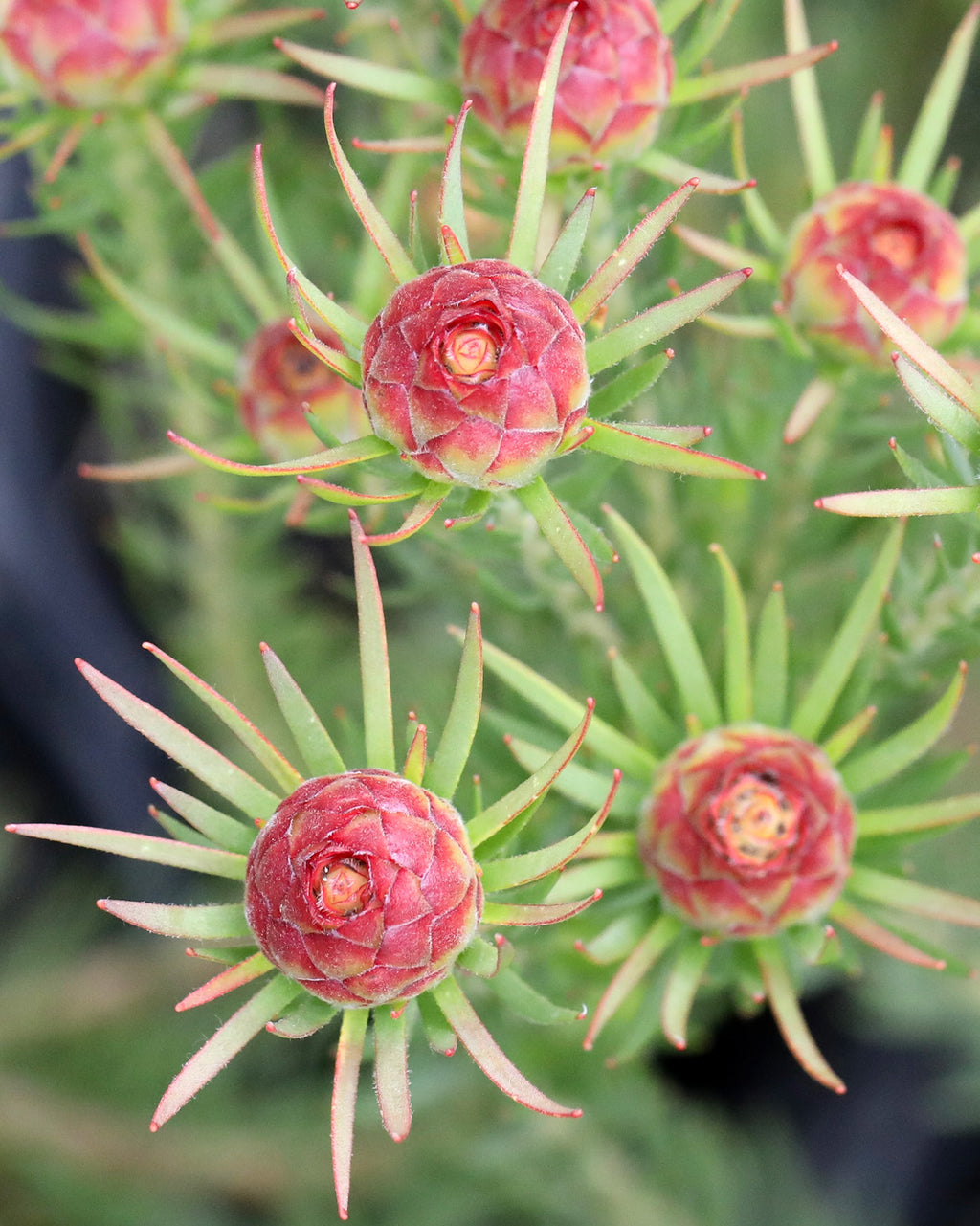 Leucadendron Jubilee Crown