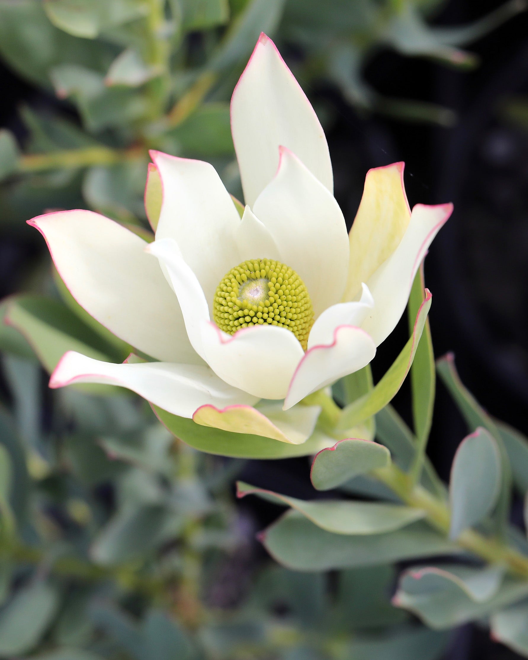 Leucadendron Lime Magic