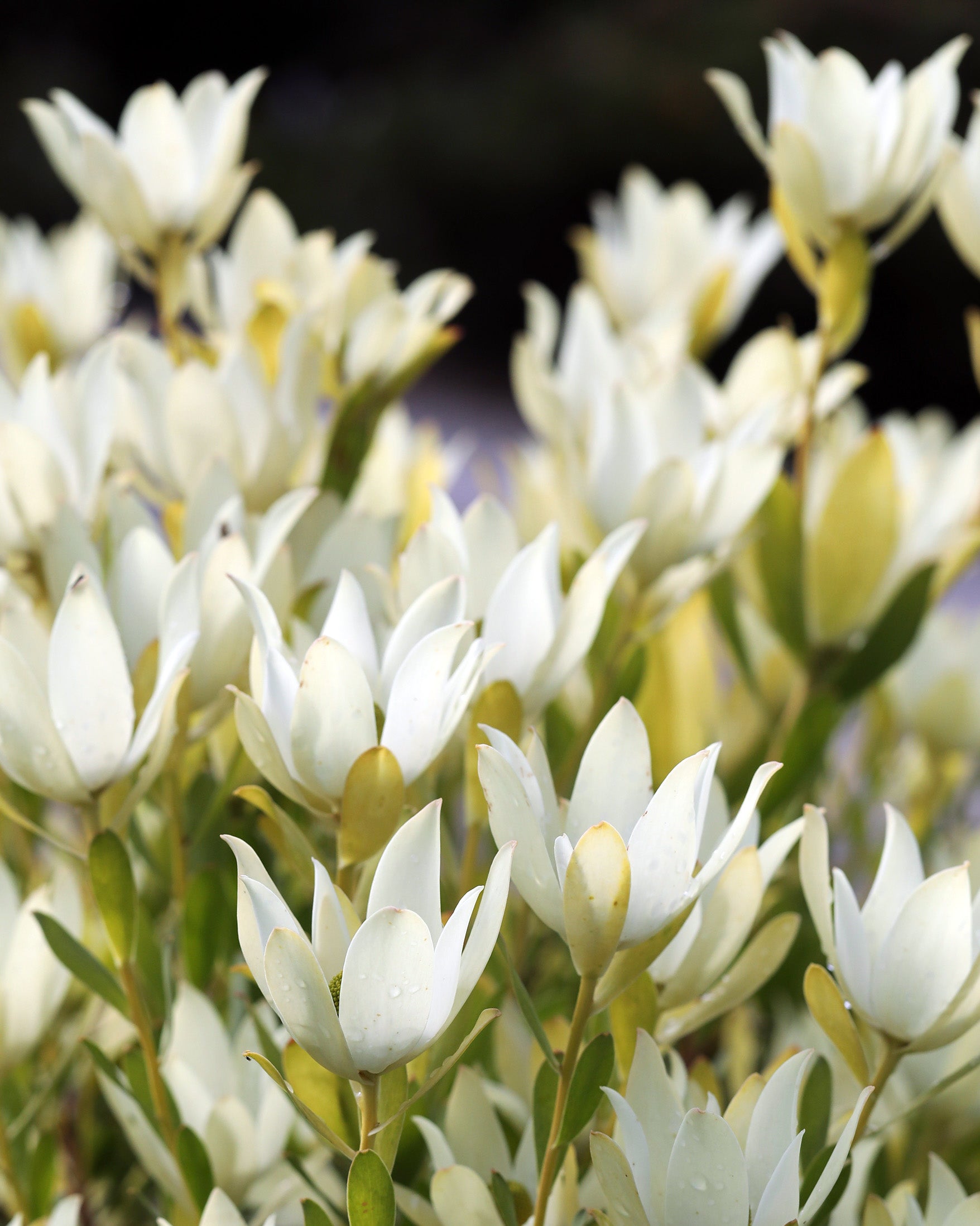 Leucadendron Lime Magic