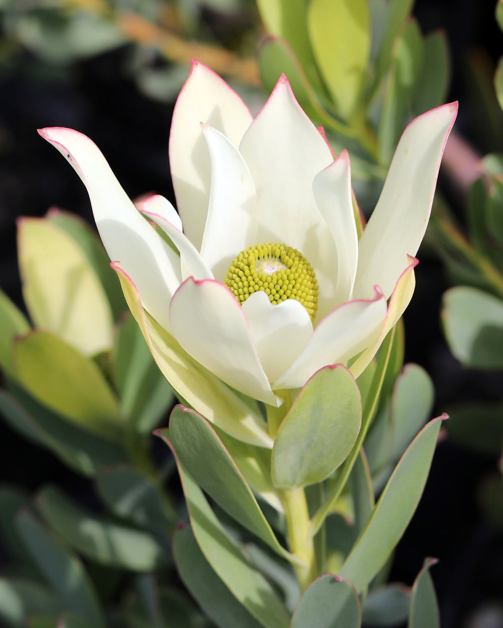 Leucadendron Lime Magic