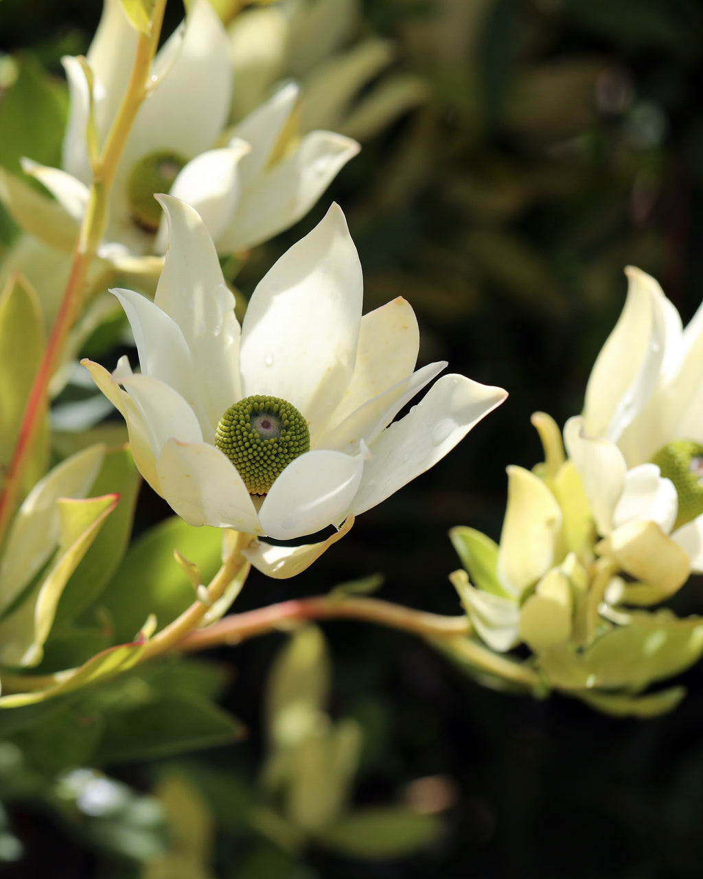 Leucadendron Lime Magic