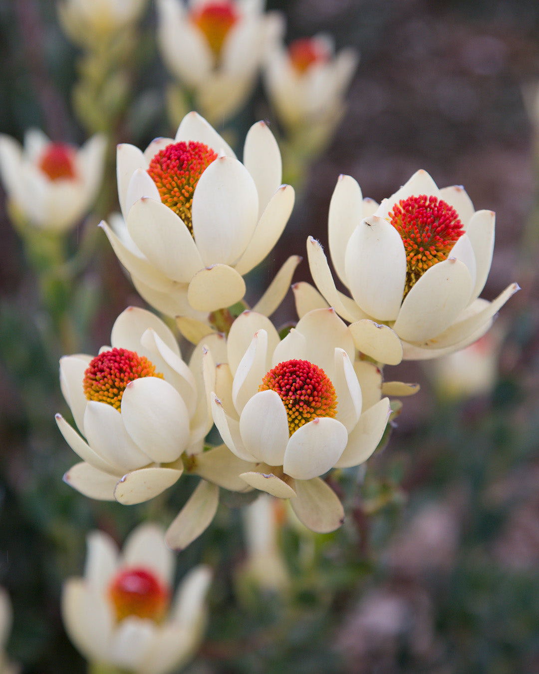 Leucadendron Pom Pom