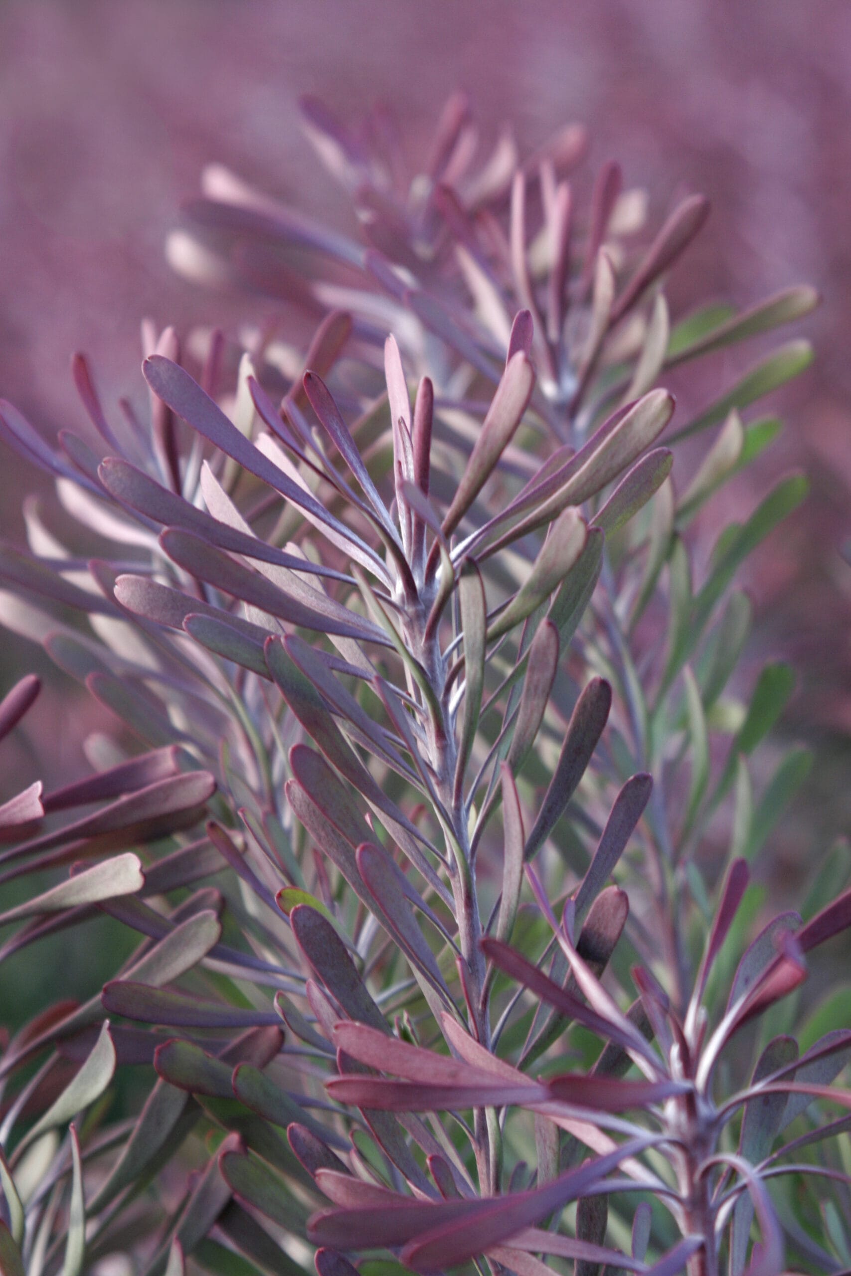 Leucadendron Purple Haze