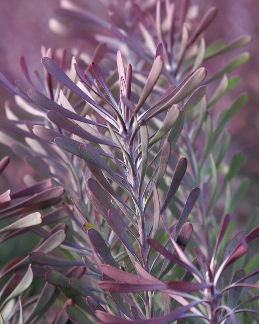 Purple Haze - Leucadendron galpinii
