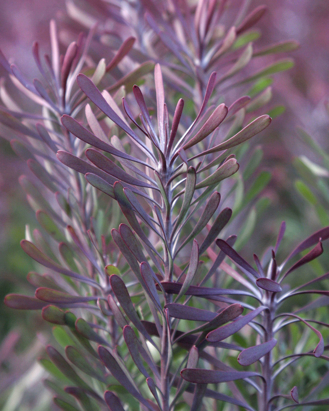 Purple Haze - Leucadendron galpinii